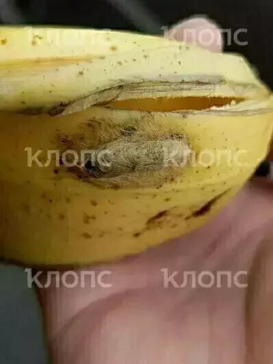 Бананы с ядовитыми пауками и избиение сотрудницы караоке: 17 событий, которые калининградцы обсуждали в выходные    - Новости Калининграда | Фото: очевидец
