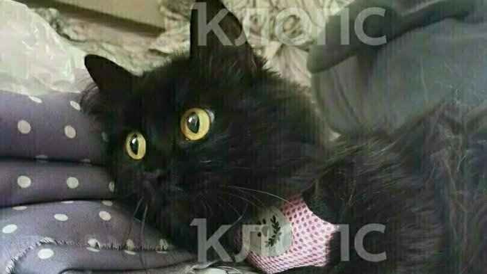 Что случилось в Калининградской области: главное на 12 мая - Новости Калининграда | Фото: «Клопс»