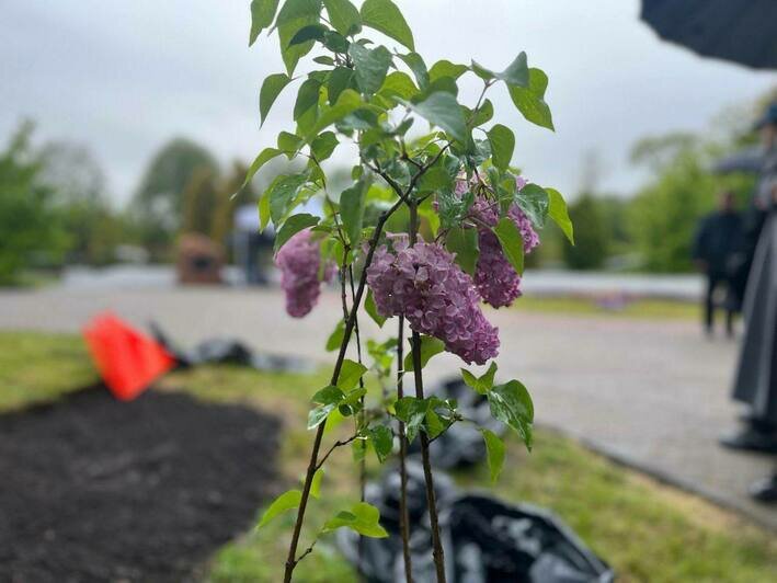 Привезли кусты из Гродно: в Калининграде заложили «Сиреневый сад Победы» в рамках совместного проекта России и Беларуси - Новости Калининграда | Фото: Минприроды Калининградской области