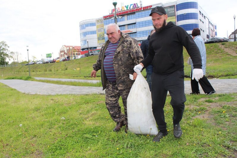 В Черняховске в Парковый и Замковый пруды выпустили более тысячи мальков белого амура  - Новости Калининграда | Фото: администрация Черняховского округа 