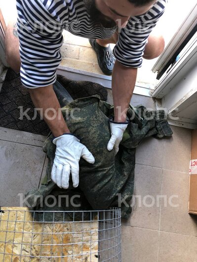 В Зеленоградске заблудившийся бобёр оказался на пляже, ему помогли местные спасатели (фото, видео)  - Новости Калининграда | Фото: сотрудник бригада спасателей 