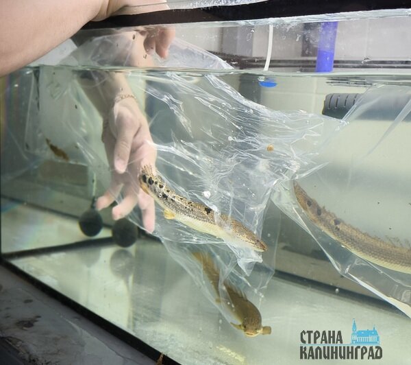 По дороге в Калининград пираньи прогрызли пакет | Фото: пресс-служба Музея Мирового океана