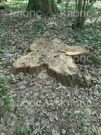 Под Черняховском спилили 10 гигантских дубов, возбуждено уголовное дело, но виновные не установлены — минприроды (фото) - Новости Калининграда | Фото: очевидцы
