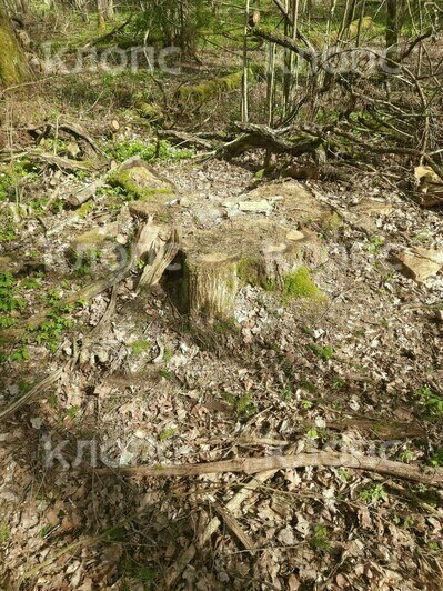 Под Черняховском спилили 10 гигантских дубов, возбуждено уголовное дело, но виновные не установлены — минприроды (фото) - Новости Калининграда | Фото: очевидцы