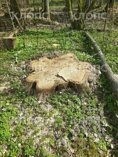 Под Черняховском спилили 10 гигантских дубов, возбуждено уголовное дело, но виновные не установлены — минприроды (фото) - Новости Калининграда | Фото: очевидцы