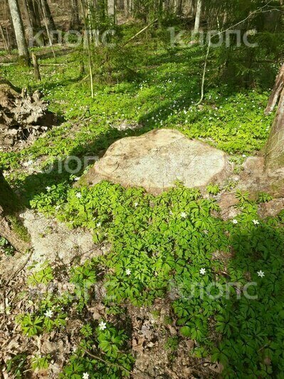 Под Черняховском спилили 10 гигантских дубов, возбуждено уголовное дело, но виновные не установлены — минприроды (фото) - Новости Калининграда | Фото: очевидцы