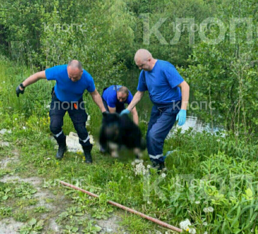 Тело мужчины вытащили из воды спасатели  | Фото: очевидец 