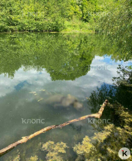 Плавал во рву с водой: в Калининграде обнаружили тело мужчины - Новости Калининграда | Фото: очевидец