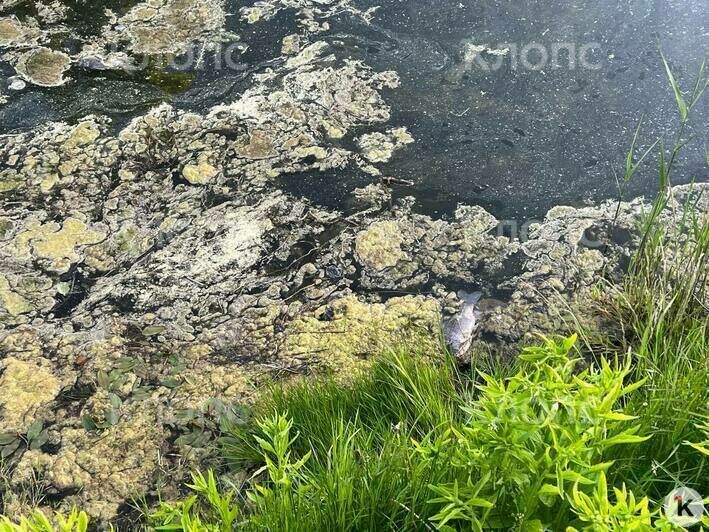Зловонная жижа и дохлая рыба: озеро Поплавок напоминает клоаку (фото)   - Новости Калининграда | Фото: очевидцы