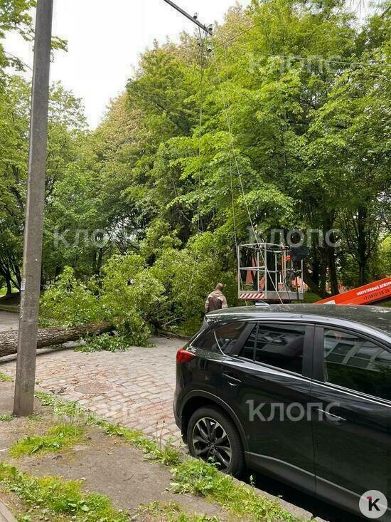На Пацаева упавшее дерево перегородило дорогу и сбило линию электропередач (фото)  - Новости Калининграда | Фото: очевидец