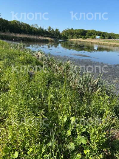 Жители Гурьевска пожаловались на вонь рядом с Парком света, «Водоканал» пообещал разобраться с проблемой - Новости Калининграда | Фото: очевидец 