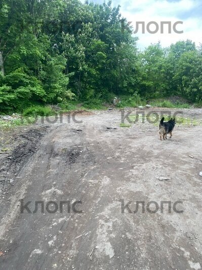 После публикации «Клопс» убрали самовольную свалку у форта №4    - Новости Калининграда | Фото: очевидец