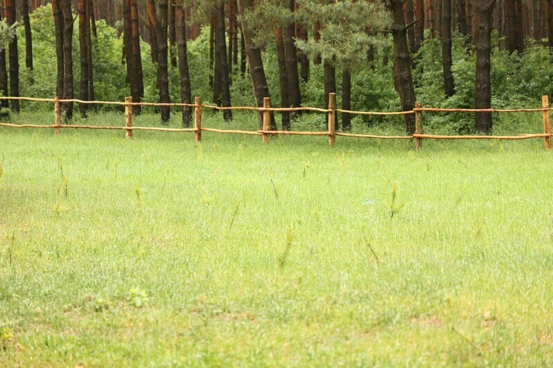 В Прибрежном ещё один мыс начали засаживать ольхой, дубами и соснами: они же помогут избавиться от болотца - Новости Калининграда | Фото: пресс-служба администрации Калининграда