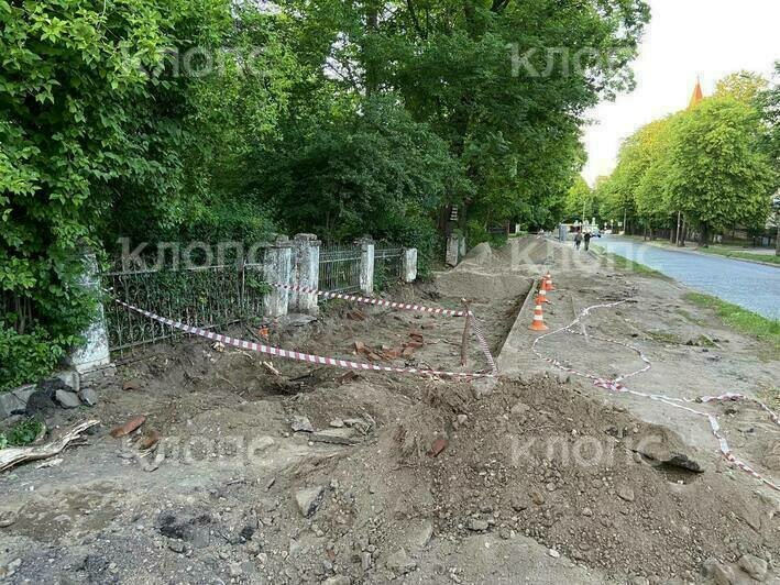 «Будут рыть траншею и подрубят корни»: старый ясень на проспекте Победы у памятника Кутузову оказался под угрозой гибели   - Новости Калининграда | Фото: очевидцы