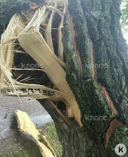 Водитель был внутри, задняя часть крыши всмятку: в Калининграде дерево рухнуло на машину (фото, видео) - Новости Калининграда | Фото: очевидец