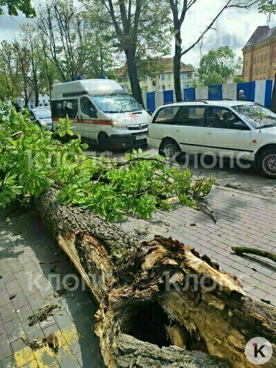 Территория парковки у отеля Mercure, где на девушку упал каштан, находится в аренде у частной компании — мэрия   - Новости Калининграда | Фото: Алина Соболева