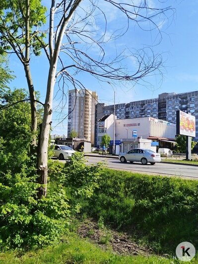Сухостое дерево на ул. Горького, 211.  | Фото: Денис