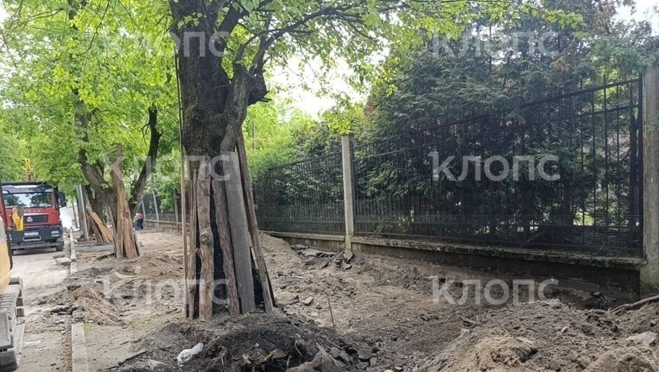 Власти Калининграда объяснили, зачем при ремонте тротуаров копают глубокие котлованы, подрубая корни деревьев   - Новости Калининграда | Фото: очевидец