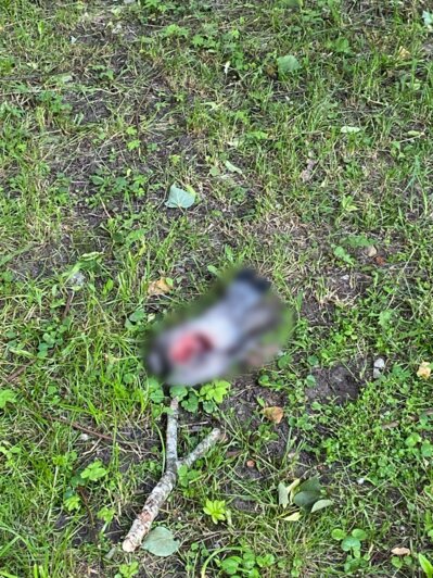 «А дальше примутся за людей?!»: в Советске жителей пугают крупные и агрессивные «чайки-убийцы» (фото, видео)  - Новости Калининграда | Фото: «Клопс»‎