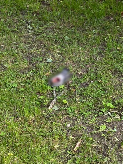«А дальше примутся за людей?!»: в Советске жителей пугают крупные и агрессивные «чайки-убийцы» (фото, видео)  - Новости Калининграда | Фото: «Клопс»‎