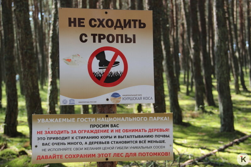 Сбивают лисиц, ставят палатки, заходят в заповедную зону: за что на Куршской косе штрафуют нарушителей (репортаж)   - Новости Калининграда | Фото: «Клопс»
