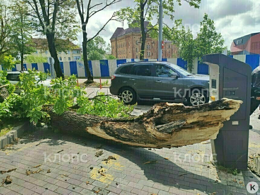Калининградцы помогли семье Кати, попавшей под каштан в центре города, и собрали на лечение больше 400 тысяч рублей - Новости Калининграда | Фото: архив «Клопс»