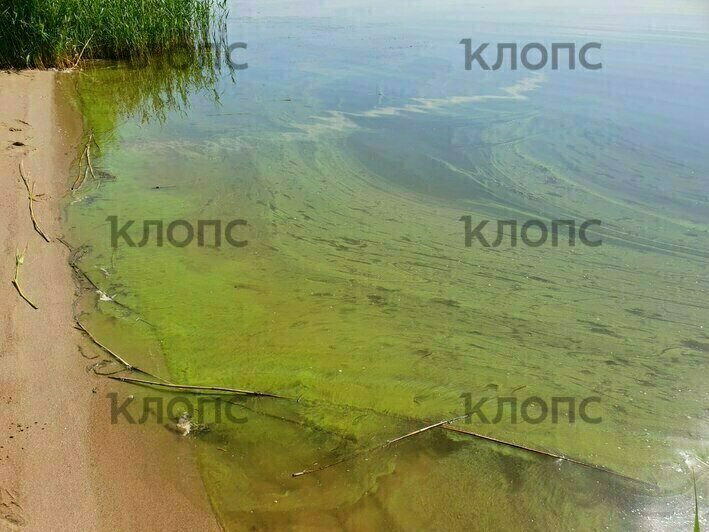 «Плохо очищенная канализация и фосфорные удобрения»: экологи рассказали, почему зацвёл Калининградский залив   - Новости Калининграда | Фото: Владислав Калашников