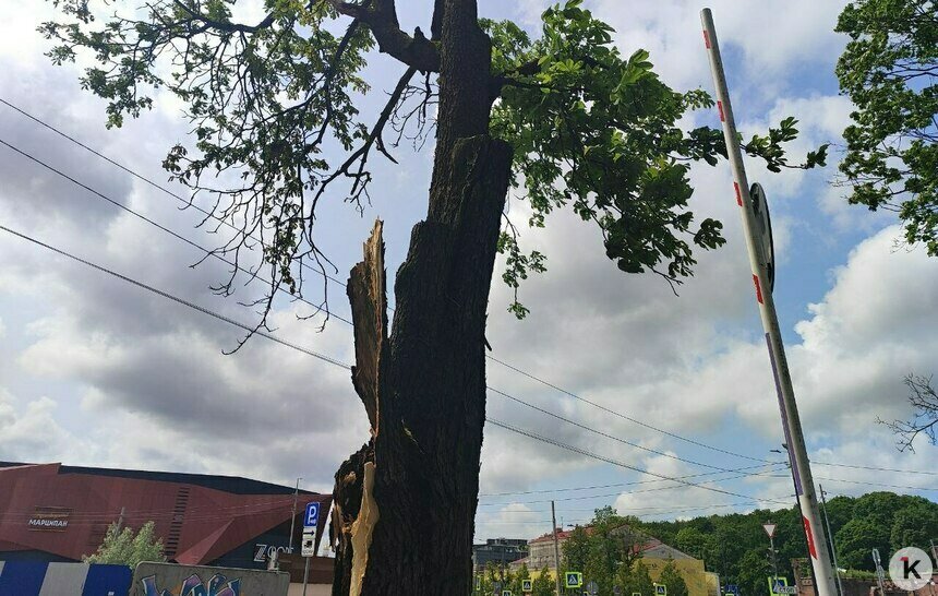 Врачи отговорили мать девушки, на которую упал каштан в Озёрном проезде, лечить дочь в Москве - Новости Калининграда | Фото: «Клопс»