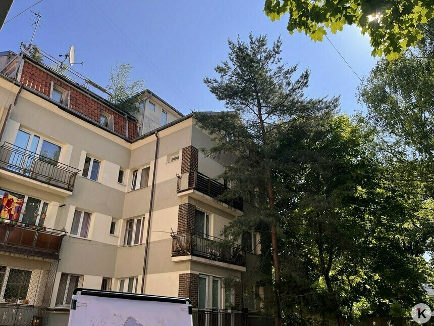 Дятлова объяснила, что делать, если ветки деревьев мешают в окне: секатор не поможет без разрешения - Новости Калининграда | Фото: «Клопс»