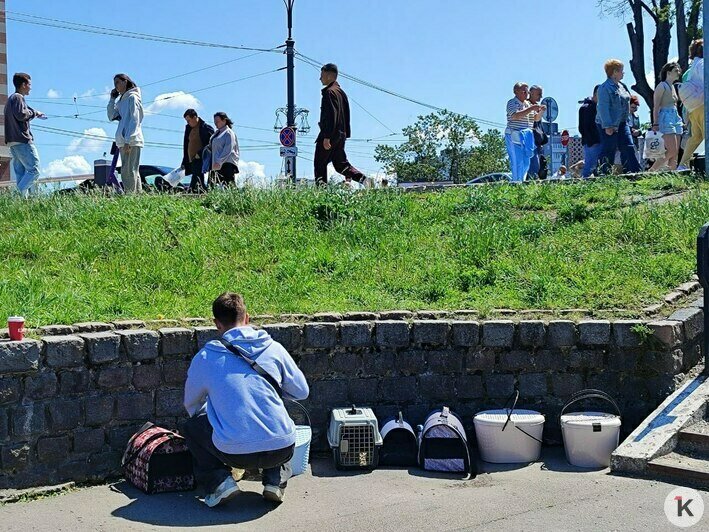 Фото за благодарность: как голуби на Острове Канта стали инструментом уличного заработка (фото, видео) - Новости Калининграда | Фото: «Клопс»