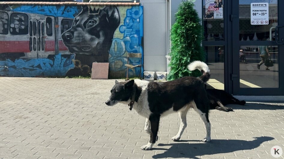 «Я здесь останусь. С ними»: на Северном вокзале снесли овощную палатку, хозяйка которой несколько лет заботилась о людях и бездомных собаках (фоторепортаж) - Новости Калининграда | Фото: «Клопс»