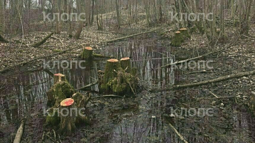 В Калининградской области с начала 2025 года власти выявили незаконную вырубку более 400 кубометров деревьев - Новости Калининграда | Фото: архив «Клопс»
