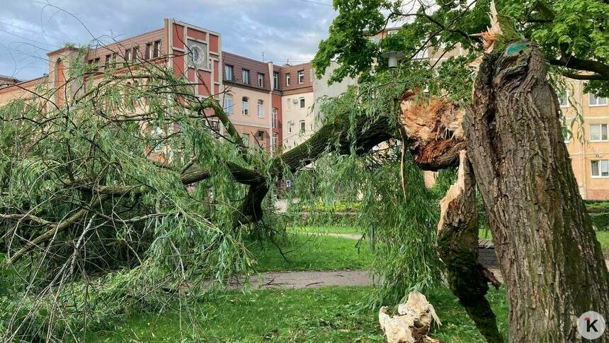 Падающие деревья в Калининграде: убийцы или жертвы    - Новости Калининграда | Фото: архив «Клопс»