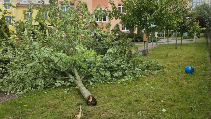Прокуратура взяла на контроль ситуацию с падением дерева на ребёнка в детском саду Калининграда - Новости Калининграда | Фото: пресс-служба прокуратуры Калининградской области
