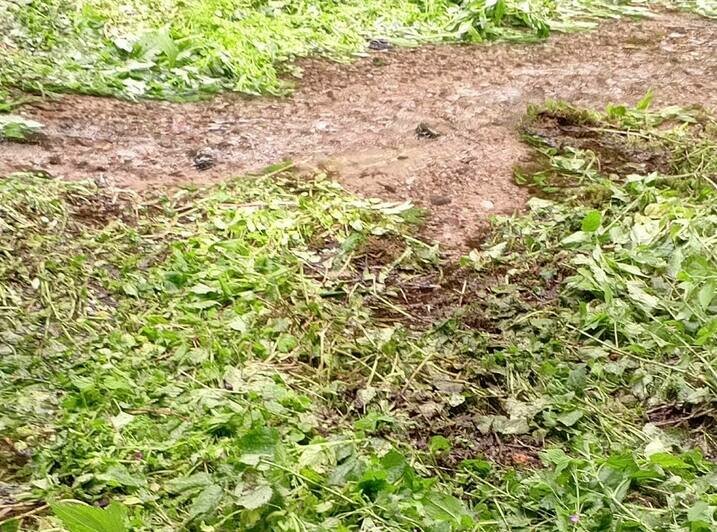 В заповедном Краснолесье неизвестные с ветерком прокатились на квадроциклах: ездоков ищут всем нацпарком (фото) - Новости Калининграда | Фото: телеграм-канал Виштынецкого национального парка