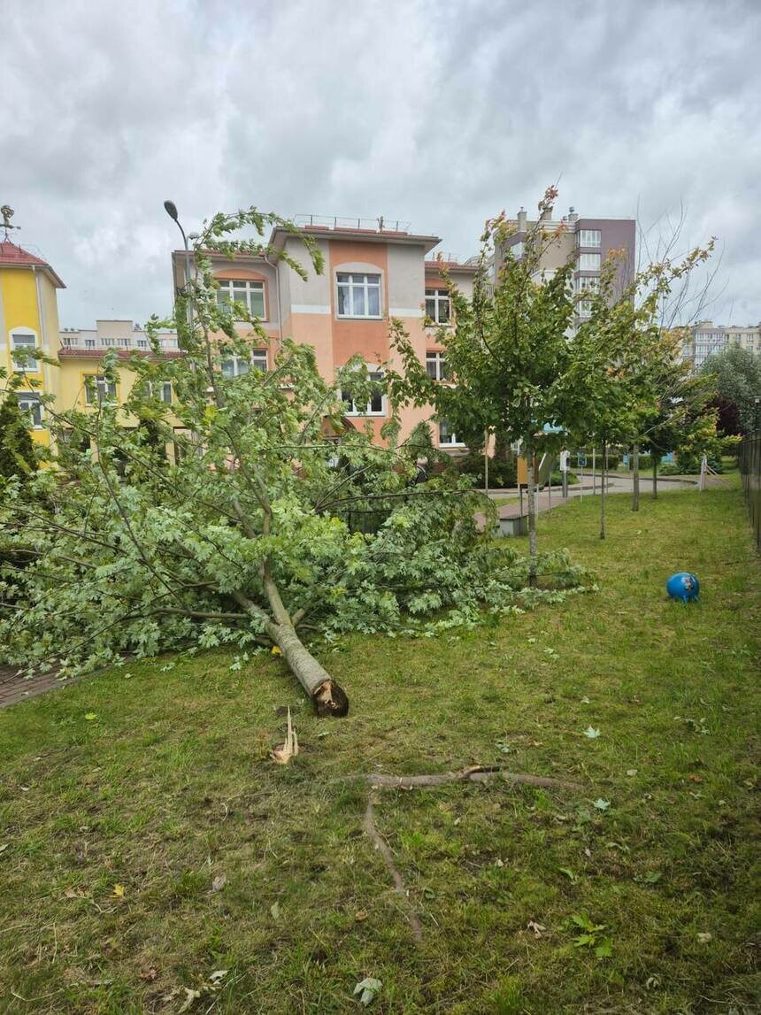 Жертвы ветра: упавшее в детском саду дерево сломало 6-летнему ребёнку плечо | Фото: тг-канал прокуратуры Калининградской области
