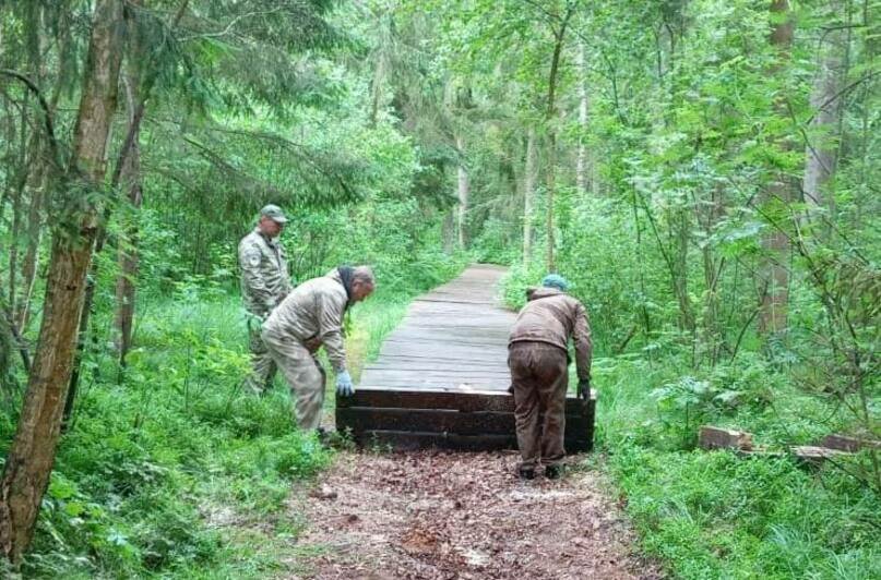 Доски прогнили: на Куршской косе начали менять дорожки на экотропе «Королевский бор» (фото) - Новости Калининграда | Фото: телеграм-канал нацпарка «Куршская коса»