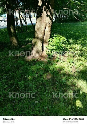 В скверике у супермаркета на оживлённой улице в Калининграде обнаружили пчелиный рой (фото)   - Новости Калининграда | Фото: Татьяна