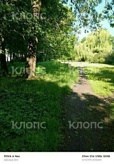 В скверике у супермаркета на оживлённой улице в Калининграде обнаружили пчелиный рой (фото)   - Новости Калининграда | Фото: Татьяна