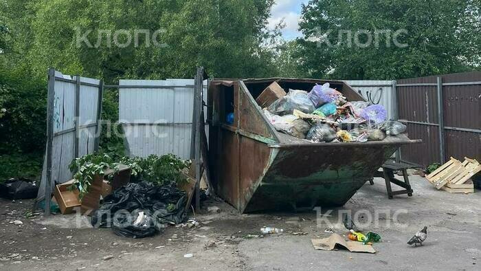 «Приближение к свалке опасно для жизни»: каким улицам Калининграда давно требуется уборка (фото, видео)   - Новости Калининграда | Фото: Светлана