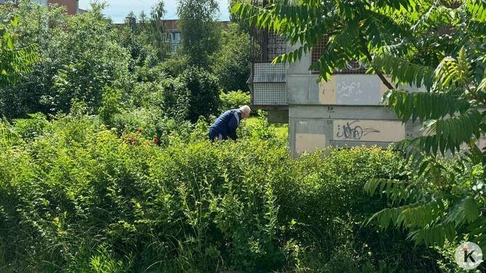 «Живём по ценам для туристов»: калининградцы начали выращивать картофель под окнами многоэтажек (видео) - Новости Калининграда | Фото: «Клопс»