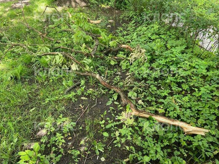 В Калининграде уютный сквер на Вагонке разворотили строительной техникой (фото)   - Новости Калининграда | Фото: очевидец