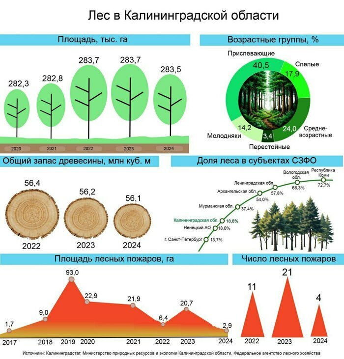 Леса Калининградской области: площадь растет, но пожары остаются угрозой  | Инфографика: Артем Пахоменко