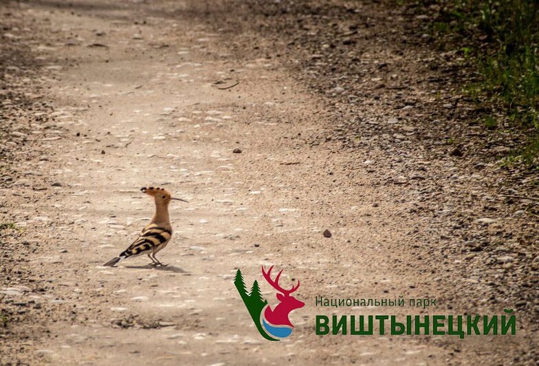 Сотрудники Виштынецкого нацпарка нашли дурнопахнущего попугая в хвойном лесу (фото)  - Новости Калининграда | Фото: Виштынецкий национальный парк 