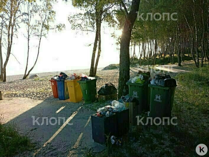 Мусор, грязная палета и две туши мяса: калининградцев возмутили торговые палатки, которые появились в Куликово (фото) - Новости Калининграда | Фото: очевидец