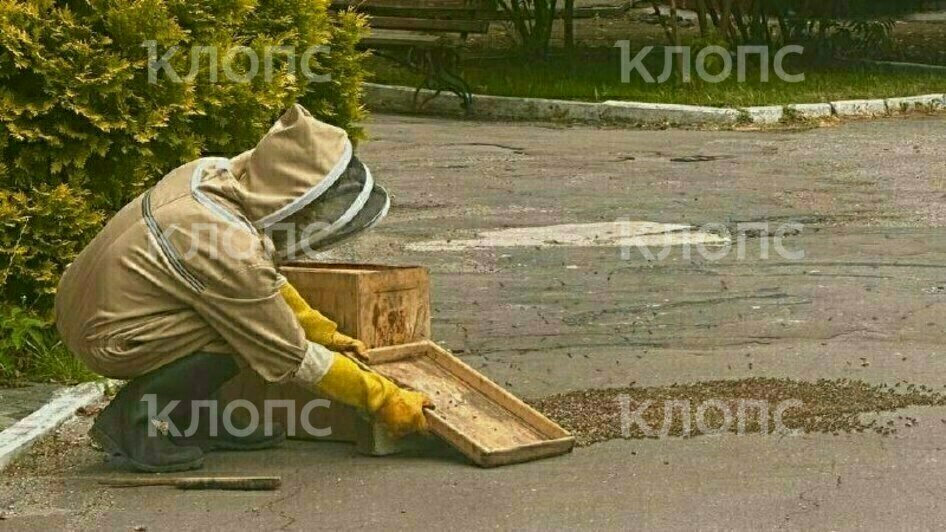 Хобби — ловец пчелиных роев: в центре Калининграда снова обнаружили бездомных насекомых (фото, видео) - Новости Калининграда | Фото: «Клопс»