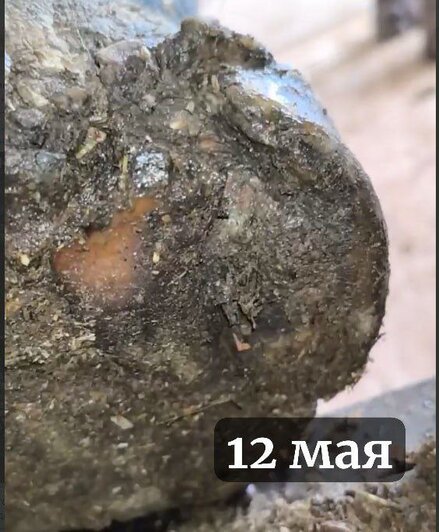 «Держим пальцы крестиком»: в Калининградском зоопарке рассказали о здоровье Преголи, повредившей ноготь (фото) - Новости Калининграда | фото: Калининградский зоопарк