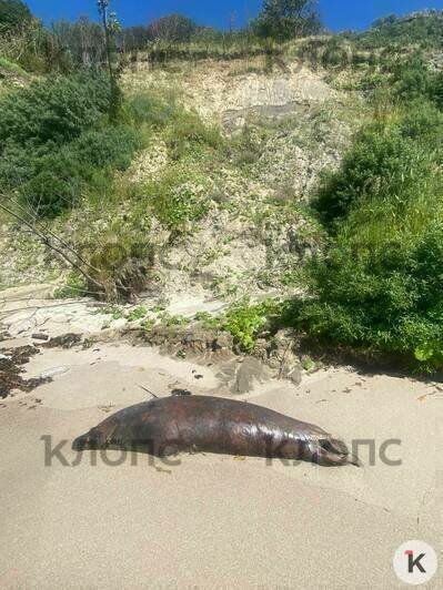 Две туши между Донским и мысом Таран: калининградец нашёл на побережье мёртвых тюленей (фото)  - Новости Калининграда | Фото: Даниил Пиганов