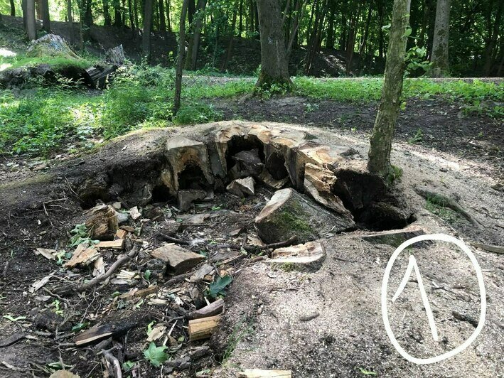Калининградские садоводы рассказали, как превратить трухлявый пень в симпатичный цветник (фото) - Новости Калининграда | Фото: телеграм-канал «Парки Калининграда»