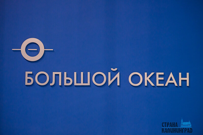 Зебровые акулы, кораллы и семейства скатов: «Планету Океан» пополнили новые обитатели (видео) | Фото: Александр Мелехов 
